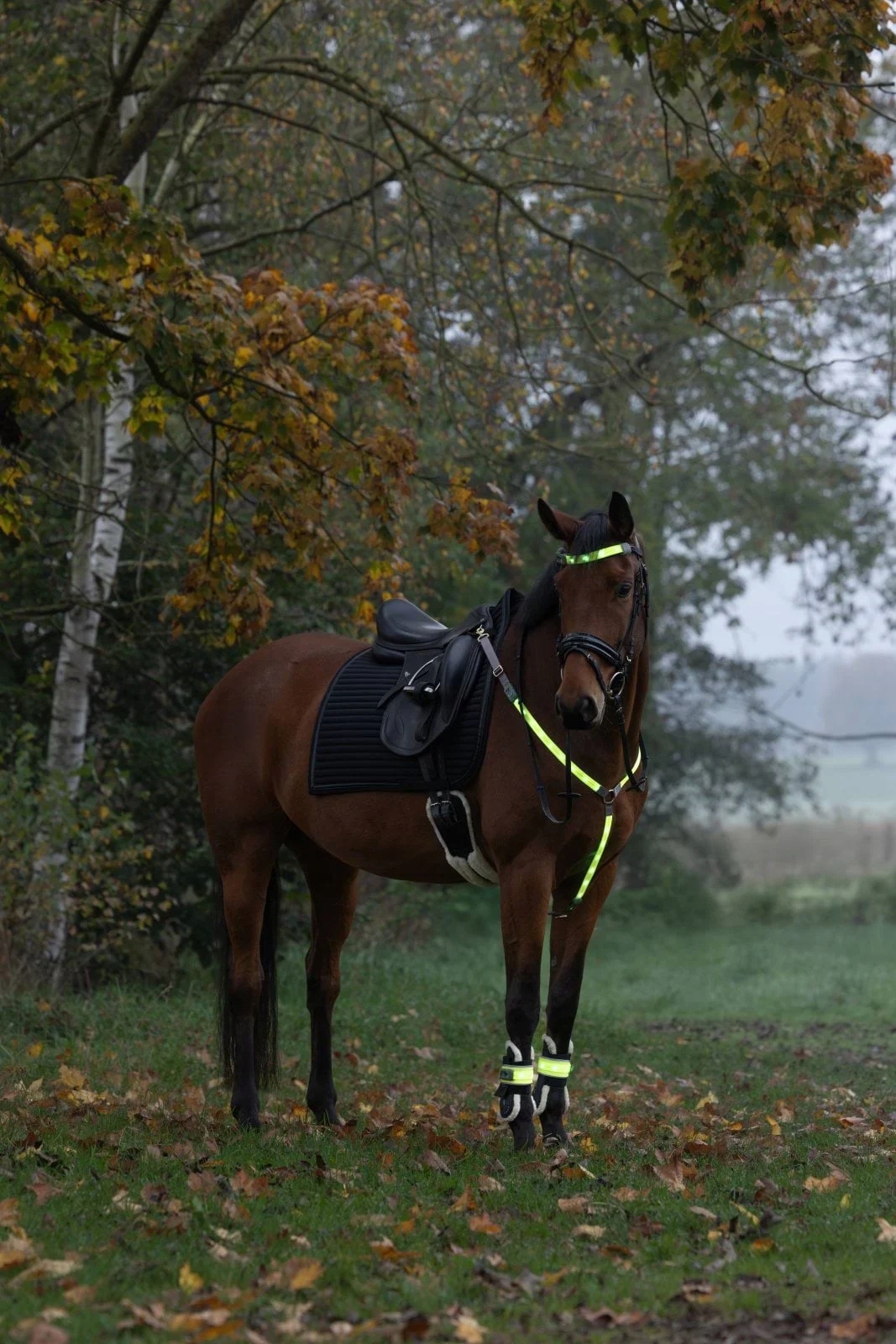 Napierśnik LED dla konia, Covalliero, C.A-3230421 - obrazek 5
